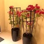 Bougainvillea Bundle in Glossy Black