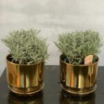 Lavender Table Plant Each Promo