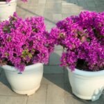 Thailand Bushy Each bougainvillea Each