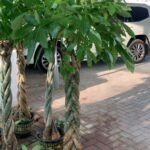 Pachira Large in Nursery Pot