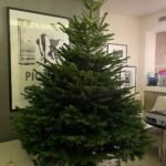 Christmas Tree 2.2m to 2.3m
