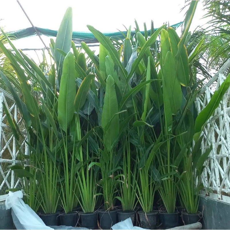 IMG-20221222-WA0090.jpg Travellers Palm Medium in Nursery Pot - Image 1
