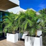 Areca Palm in rectangle pot