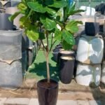 Office Plant Fiddle Big|160-180cm - Image 2