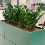 Office Plants Zizi Arrangement for Planter