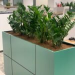 Office Plants Zizi Arrangement for Planter - Image 3