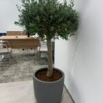 Olive Tree (20yr Old) Premium Collection