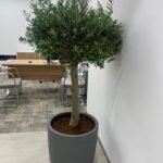 Olive Tree (20yr Old) Premium Collection - Image 2
