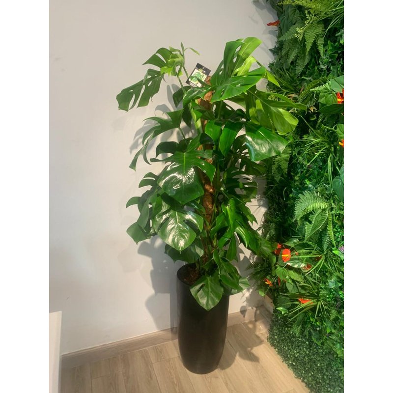 IMG-20230211-WA0070.jpg Office Plant Monstera Big in Black Matte - Image 1