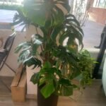 Office Plant Monstera Big in Black Matte - Image 2