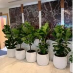 Office Plant Fiddle  Big in Fiber Pot Each| 180cm