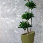 Dracaena Large in fiber pot