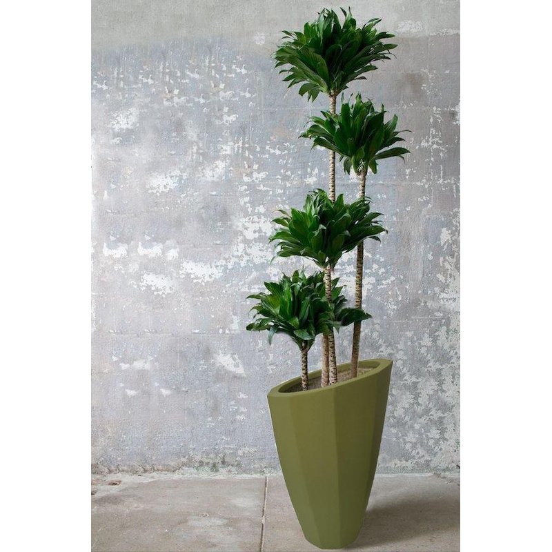 IMG-20230221-WA0005.jpg Dracaena Large in fiber pot - Image 1