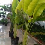 Big Travellers Palm 3m in Nursery Pot