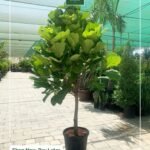 Fiddle Giant XXL in Beige Pot|2m to 2.5m - Image 2