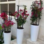 Bougainvillea 3pc Bundle