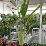 Big Travellers Palm 3m in Nursery Pot - Image 2