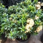Ixora in Nursery Pot