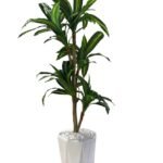 Artificial Dracaena in Ceramic Pot