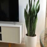 Snakeplant Medium