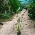 Travellers Palm in Nursery Pot
