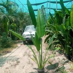 Giant travellers Palm WOW 2m - Image 2