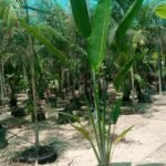 Travellers Palm in Nursery Pot - Image 2