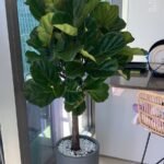 Office Plant Fiddle XXL (Hotel Quality)|180cm