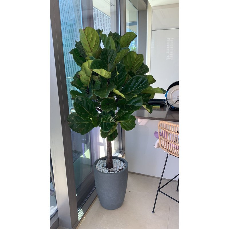 IMG-20230503-WA0033.jpg Office Plant Fiddle XXL (Hotel Quality)|180cm - Image 1
