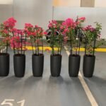 Bougainvillea Bundle 6pcs in Black Matte - Image 2