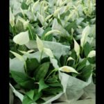Peace Lily in Nursery Pot