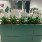 Office Plant Peace lily Arrangement