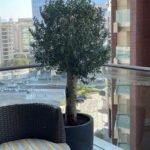 Olive Tree in Fiber (20 yr old)