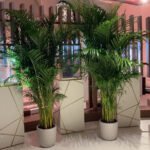 Areca XL in Fiber Cement