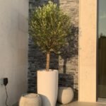 Office Plant Olive Tree (15r Old) in White Ceramic