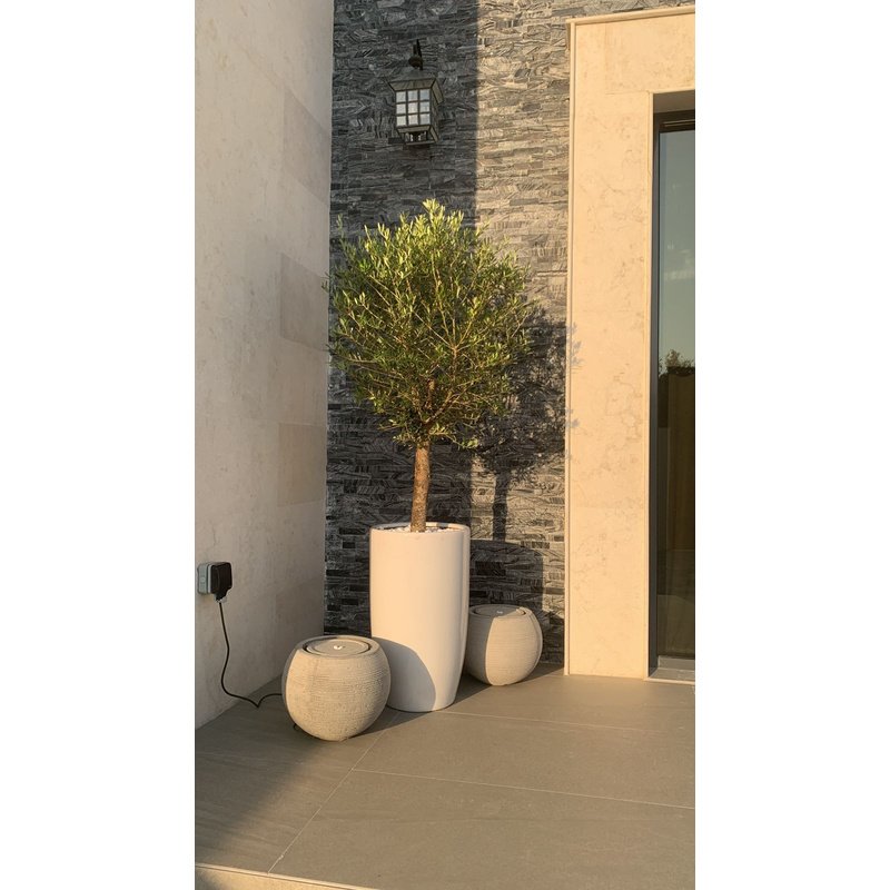IMG-20230524-WA0013.jpg Office Plant Olive Tree (15r Old) in White Ceramic - Image 1