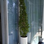 Cone Shape Ficus Each - Image 2