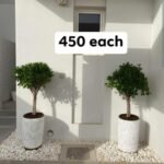 Twisted Ficus in Marble