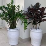 Indoor Plants Zizi + Rubber Plant Bundle