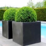 Outdoor Plants Grassballs Bundle
