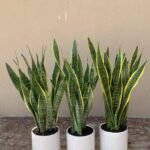 Snakeplant Each