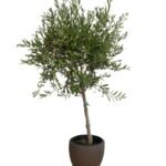 Olive Tree Small - Image 6