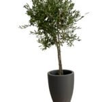 Olive Tree Small - Image 4