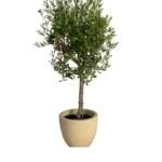 Olive Tree Small