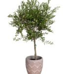 Olive Tree Small - Image 2