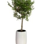 Olive Tree Small - Image 3
