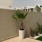 WOW Washintonia Palm in Ceramic - Image 2