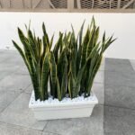 Plants in a PLANTER Combo