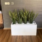 Office Plant Snakeplant Arrangement in Fiber Privacy Plant