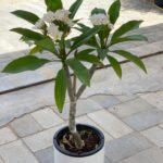 Flowering Plumeria